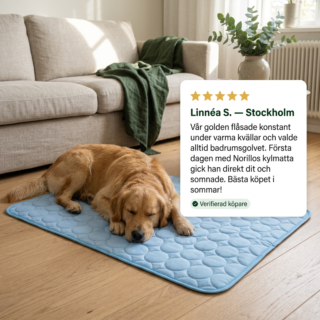 Din hund överhettas snabbare än du anar